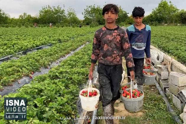 ویدیو، برداشت توت فرنگی در روستای ازنوا